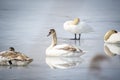 Young swan family closeup Royalty Free Stock Photo